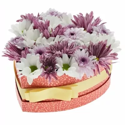 Krabička míchaných chryzantém AMORETTA červená 19x9cm