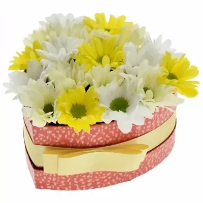 Krabička míchaných chryzantém ANJANA červená 15x8cm