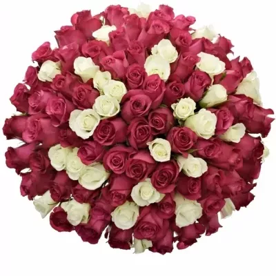 Míchaná kytice 100 vícebarevných růží PURPLE RAIN 50 cm