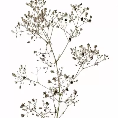 GYPSOPHILA CHAMPAGNE GLITTER 80cm/23g