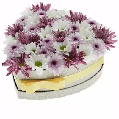 Krabička míchaných chryzantém AMORETTA champagne 24x10cm
