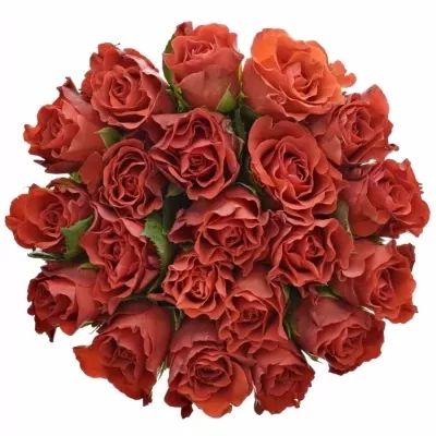 Kytice 21 červených růží RED CORVETTE S 40cm