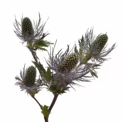 ERYNGIUM ALPINUM 40cm