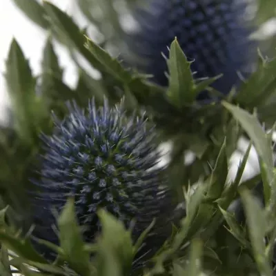 Eryngium AQUARIUS QUESTAR 40cm