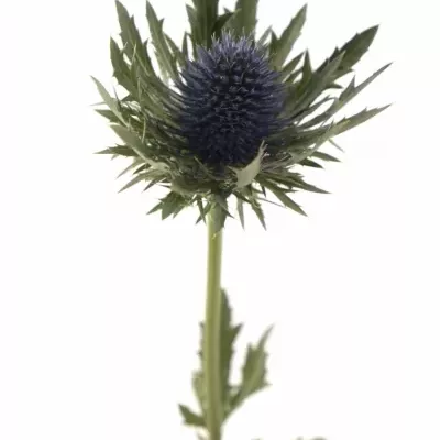 ERYNGIUM AQUARIUS QUESTAR 40cm