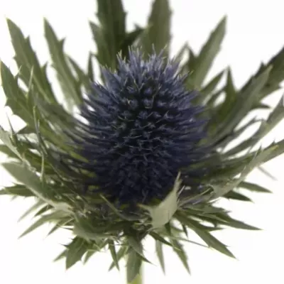 Eryngium AQUARIUS QUESTAR 40cm