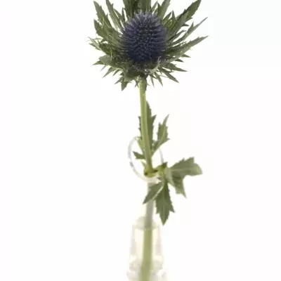 Eryngium AQUARIUS QUESTAR 40cm