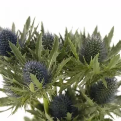 ERYNGIUM AQUARIUS QUESTAR 40cm