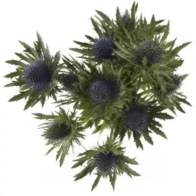 ERYNGIUM AQUARIUS QUESTAR 40cm