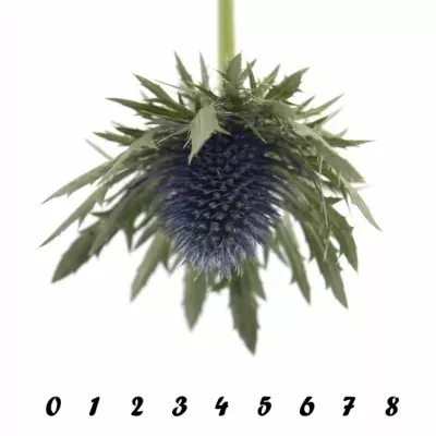 Eryngium AQUARIUS QUESTAR 40cm