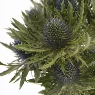 Eryngium AQUARIUS QUESTAR 40cm