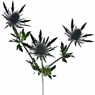 Eryngium AQUARIUS QUESTAR