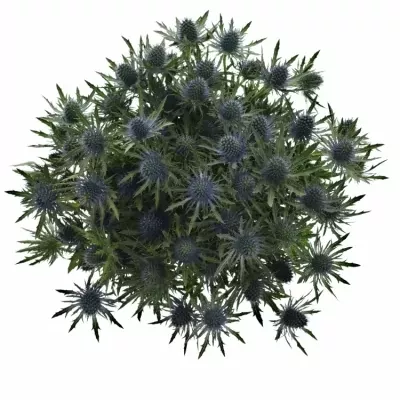 Eryngium AQUARIUS QUESTAR