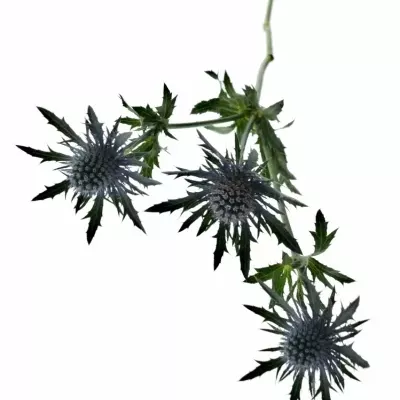 Eryngium AQUARIUS QUESTAR