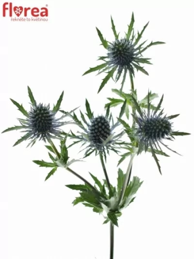 ERYNGIUM BLUE ANGEL 60cm