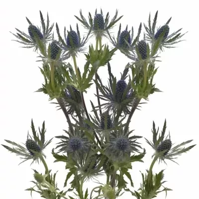 ERYNGIUM MAGICAL BLUE LAGOON