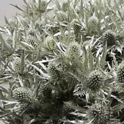 ERYNGIUM PLATINUM  50cm