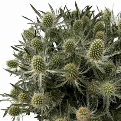 ERYNGIUM SIRIUS QUESTAR