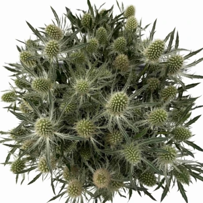 ERYNGIUM SIRIUS QUESTAR