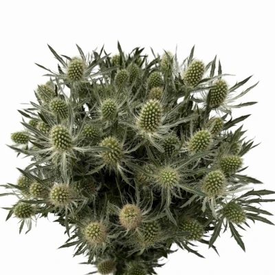 ERYNGIUM SIRIUS QUESTAR