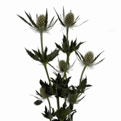 ERYNGIUM SIRIUS QUESTAR