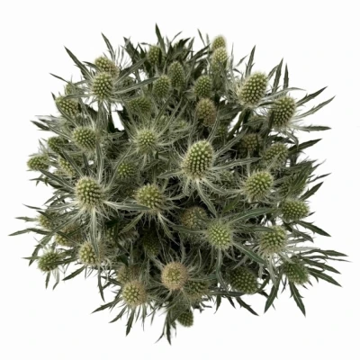 ERYNGIUM SIRIUS QUESTAR