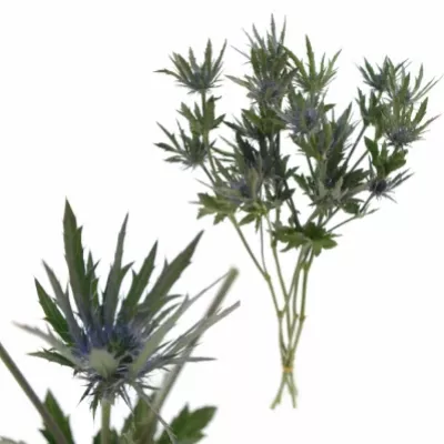 ERYNGIUM VEGA QUESTAR 40cm