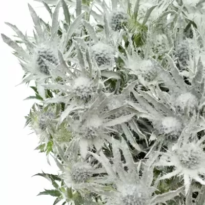 Eryngium WHITE