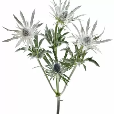 ERYNGIUM GLITTER WHITE  60cm