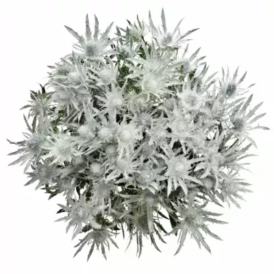 Eryngium WHITE