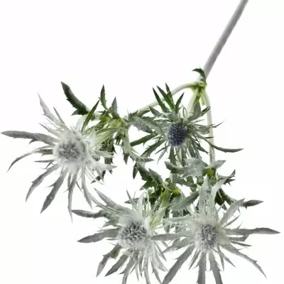 Eryngium WHITE