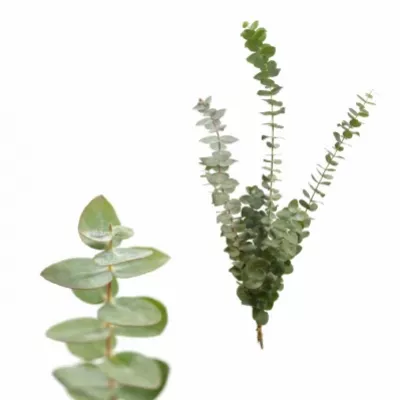 EUCALYPTUS BABY BLUE LONG 150g