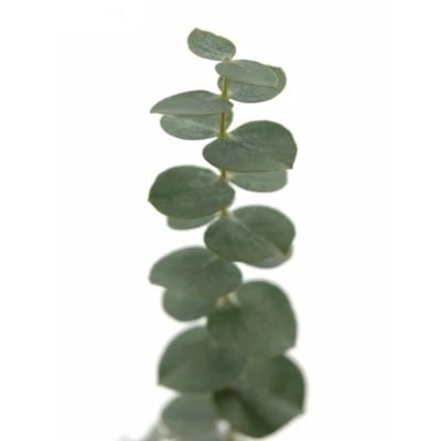 EUCALYPTUS BABY BLUE LONG