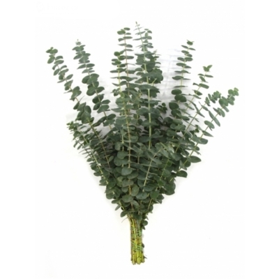 EUCALYPTUS BABY BLUE LONG 200g