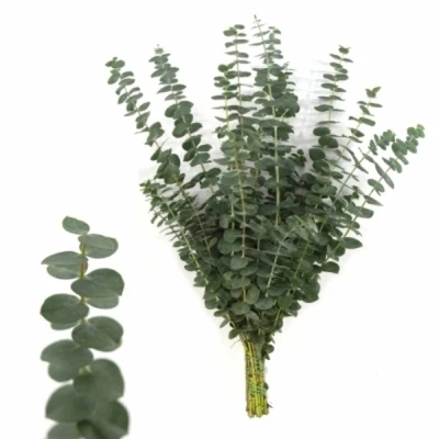 EUCALYPTUS BABY BLUE LONG 175g