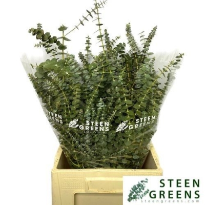 EUCALYPTUS BABY BLUE LONG 200g