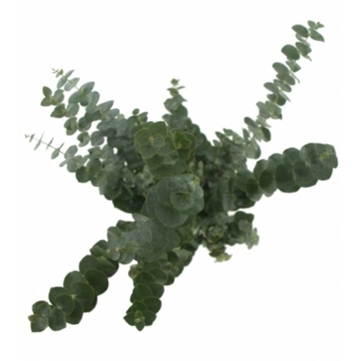 EUCALYPTUS BABY BLUE LONG 200g