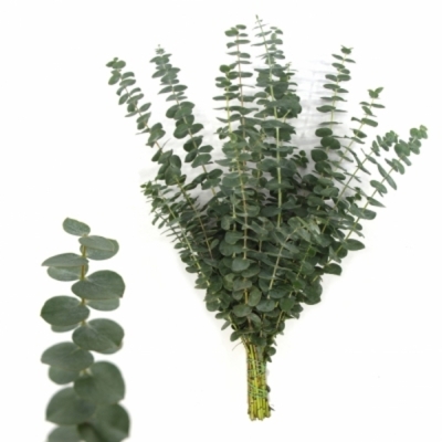 EUCALYPTUS BABY BLUE LONG 200g