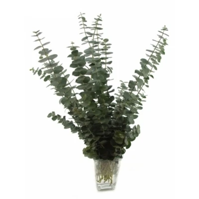 EUCALYPTUS BABY BLUE SHORT