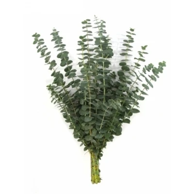 EUCALYPTUS BABY BLUE SHORT