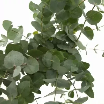 EUCALYPTUS cinerea