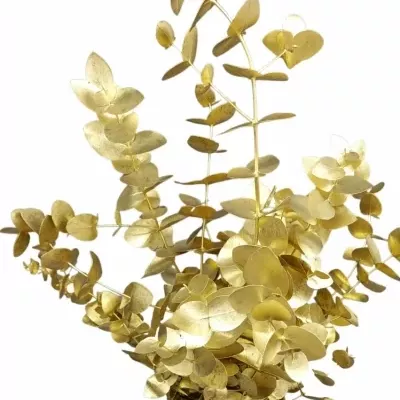 EUCALYPTUS CINEREA GOLD 70cm/300g 