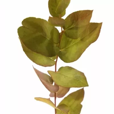 EUCALYPTUS CINEREA HERBS MIX