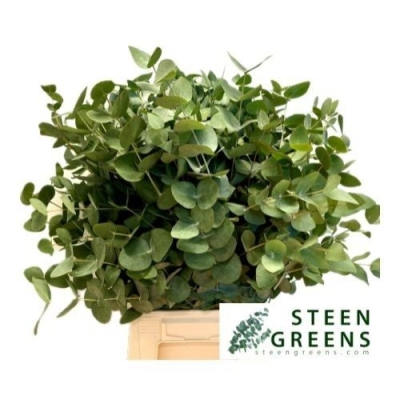 EUCALYPTUS CINEREA 60cm/200g