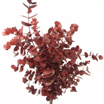 EUCALYPTUS CINEREA RED 200g 