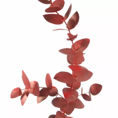 EUCALYPTUS CINEREA RED 200g 