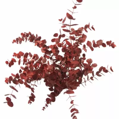 EUCALYPTUS CINEREA RED 200g 