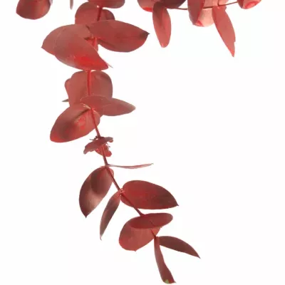 EUCALYPTUS CINEREA RED 200g 