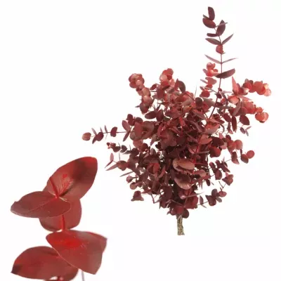 EUCALYPTUS CINEREA RED 400g