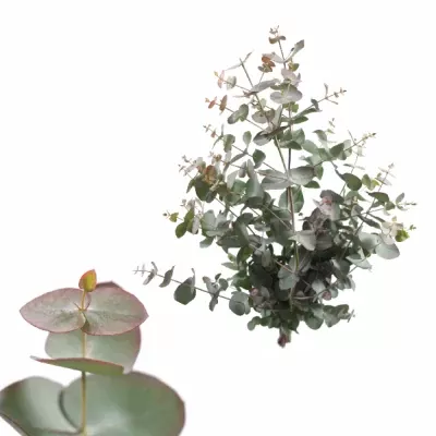 EUCALYPTUS CINEREA RED 200g